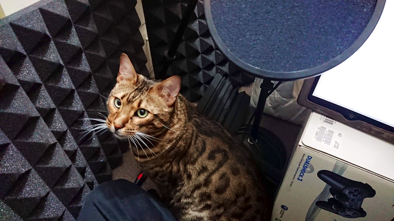 Max sits in my vocal booth
