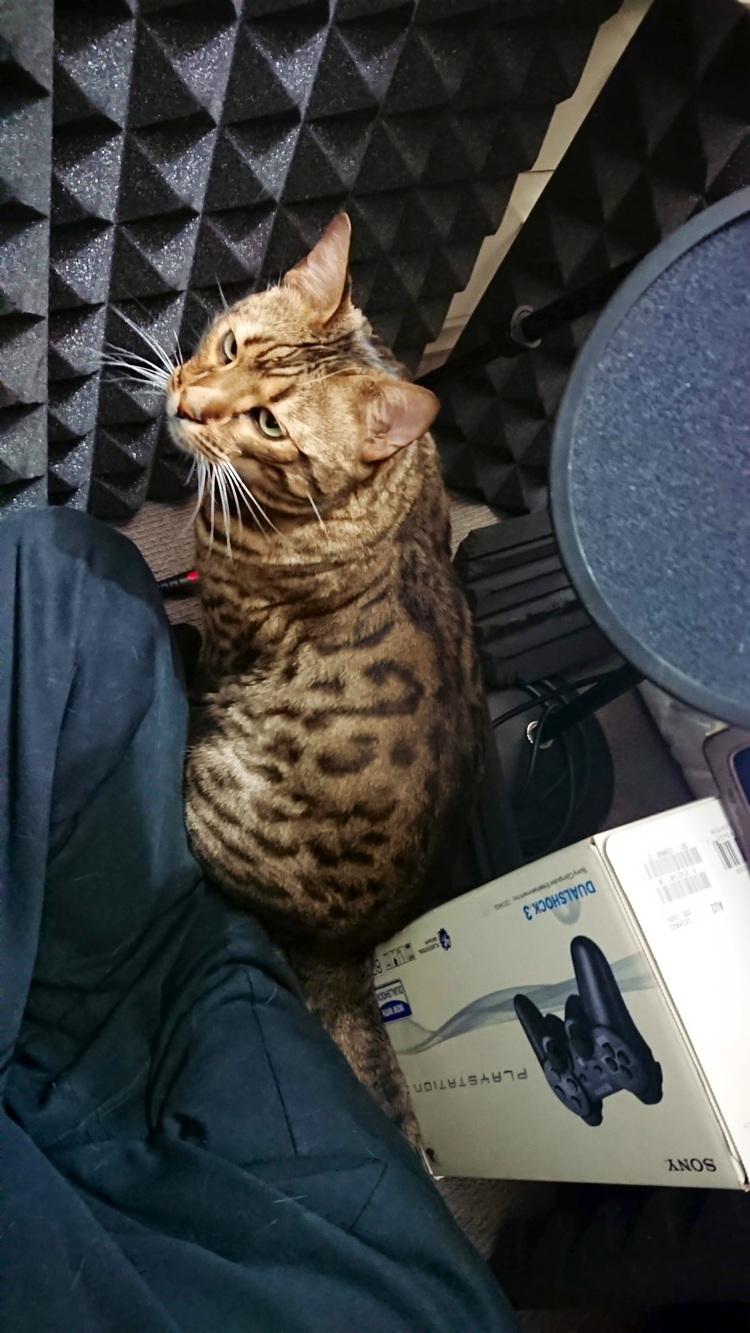 Max ponders a nap inside my vocal booth
